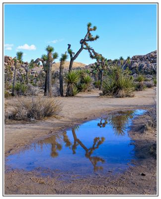 Joshua Tree Reflection