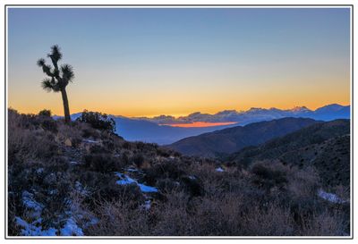 Sunset over Joshua Tree