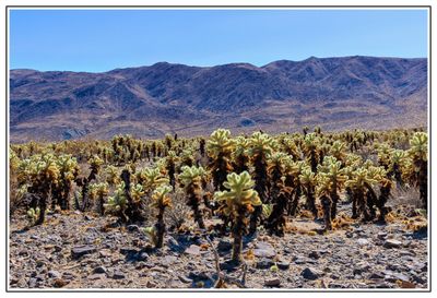 Cholla Cactus Garden
