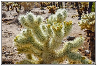 Teddy-bear cholla