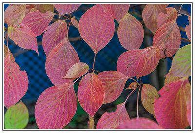 Leaves of Dogwood Tree