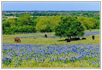 Ennis, TX