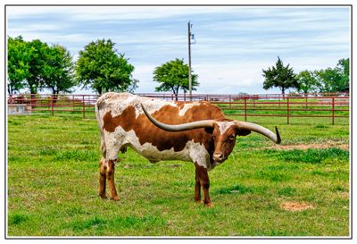 Texas Longhorn