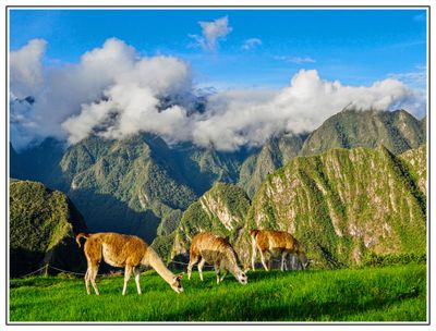 Llamas of Machu Picchu