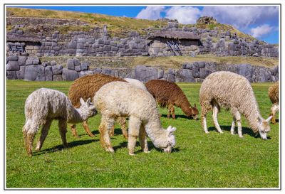 Cusco