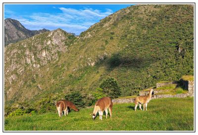 Machu Picchu