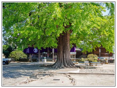 Shikoku 88-Temple Pilgrimage 四国遍路