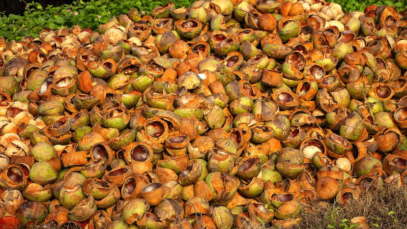 COCONUT-3.jpg
