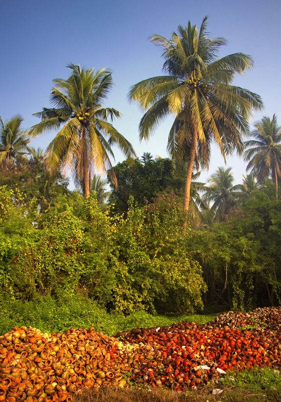 COCONUT-4.jpg