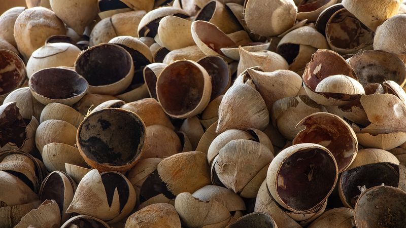COCONUT-2.jpg