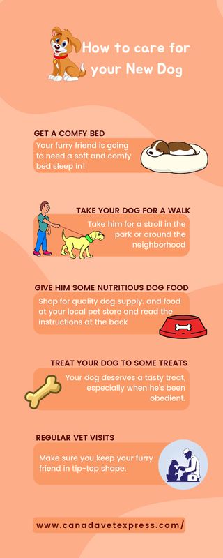 How to care for your new dog.jpg