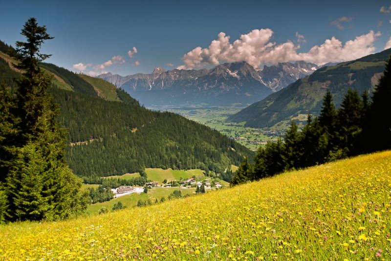 Schmittenhöhe Zell am See Trail: Slopes with Wild Flowers