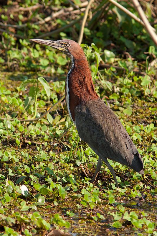 Rufescent Tiger Heron (tigrisoma lineatum)