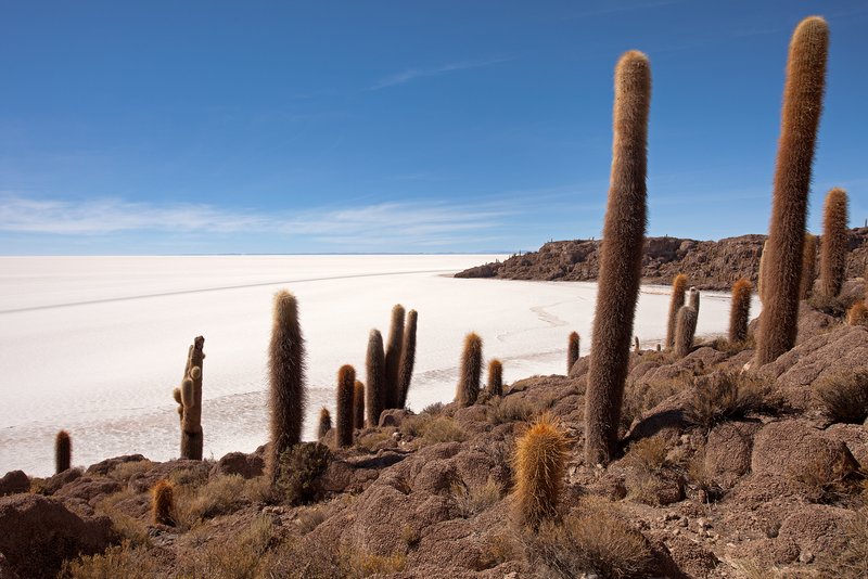 Incahuasi Island: Giant Cacti