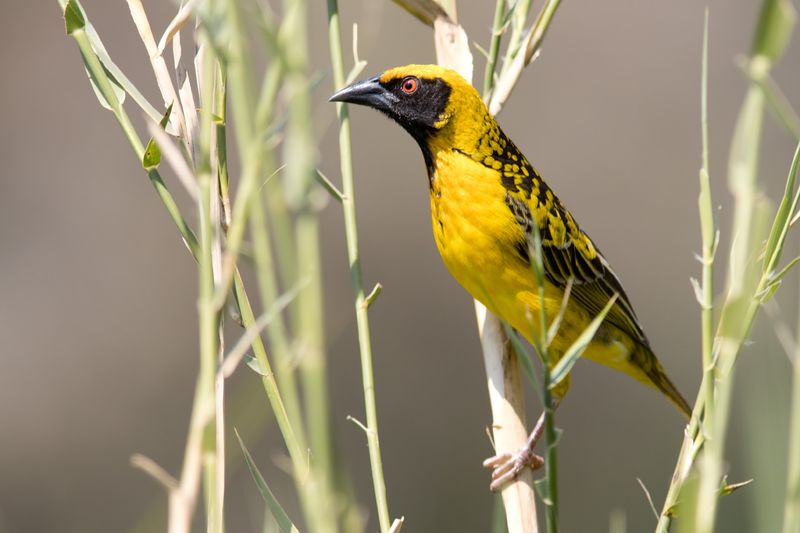 Village Weaver