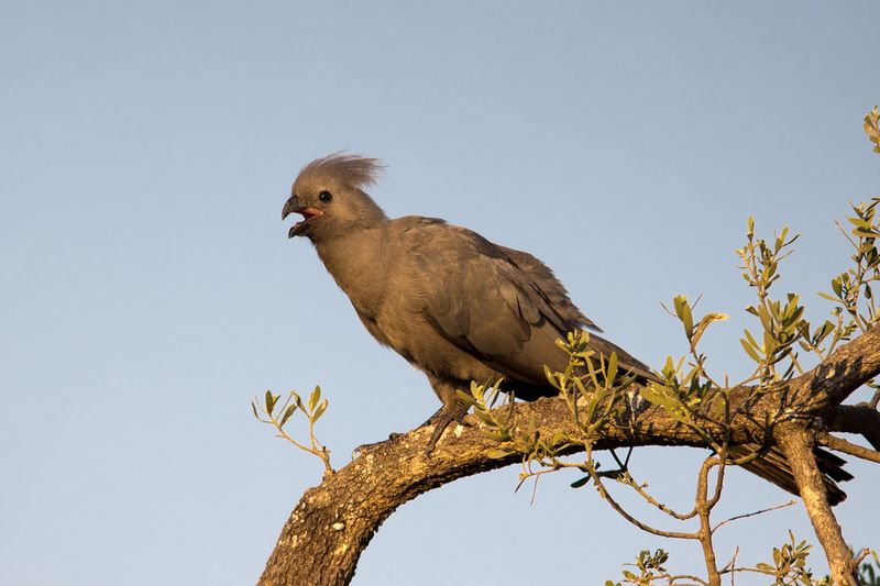 Grey Go-away-bird (Lourie)