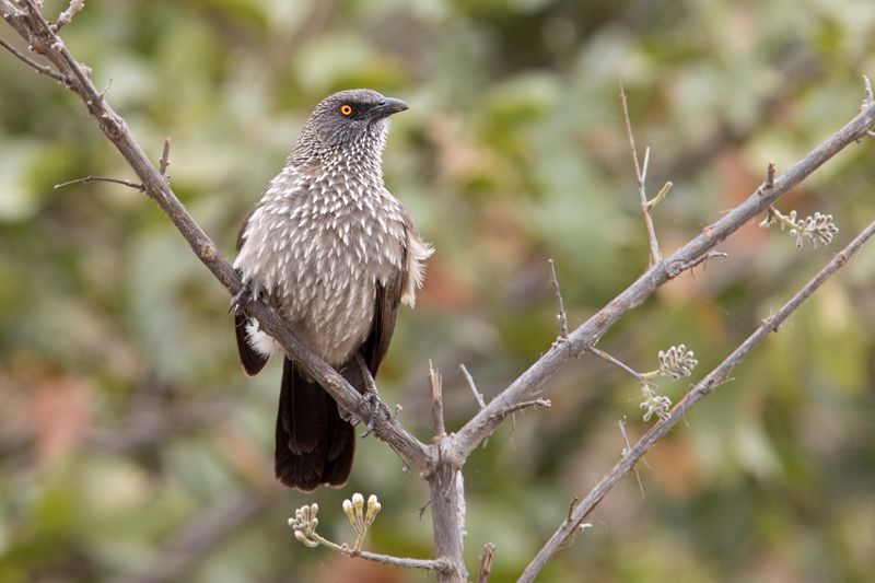 Arrow-marked Babbler