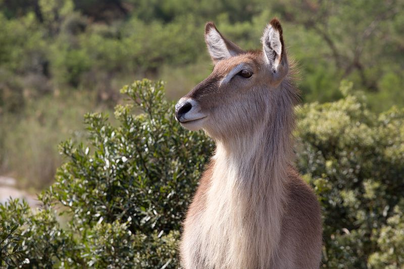 Waterbuck Portrait