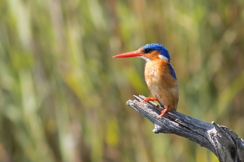 Malachite Kingfisher