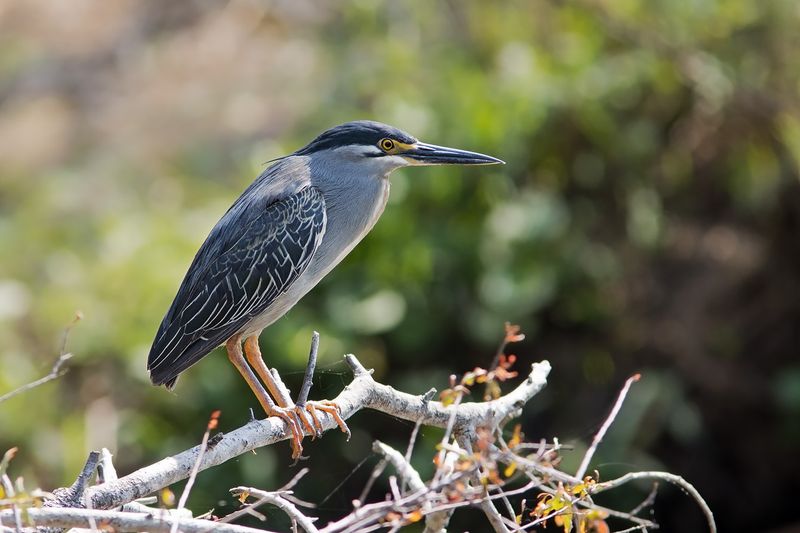 Green-backed Heron