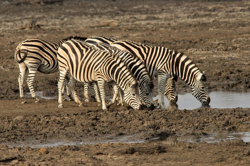 Zebras Drinking