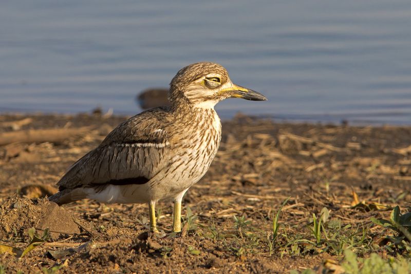 Water Thick-knee