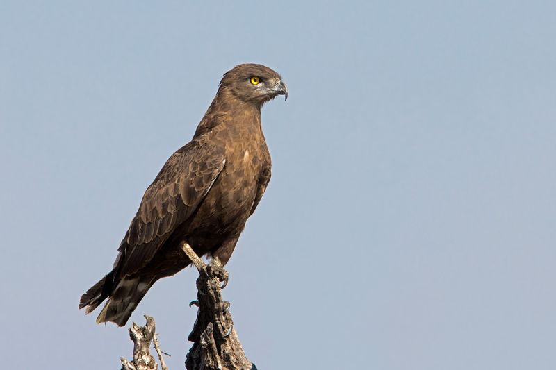 Brown Snake Eagle