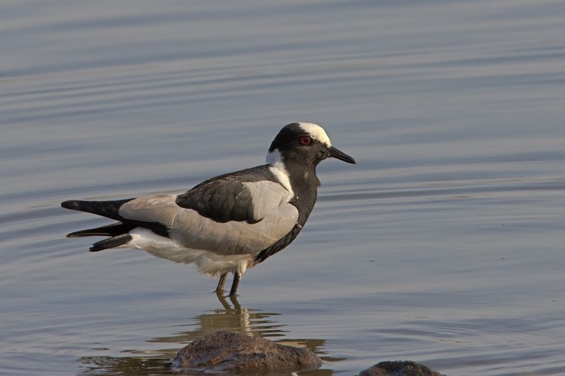 Blacksmith Lapwing