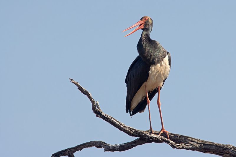 Black Stork