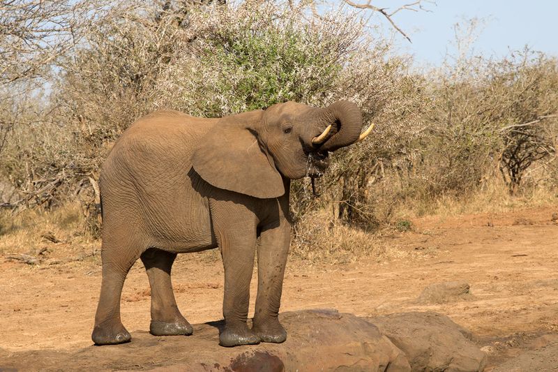 Elephant Drinking