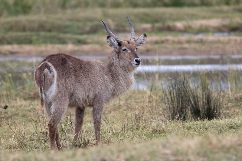 Waterbuck