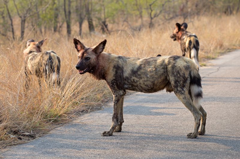 Wild Dogs