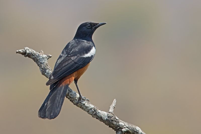 Mocking Cliff Chat