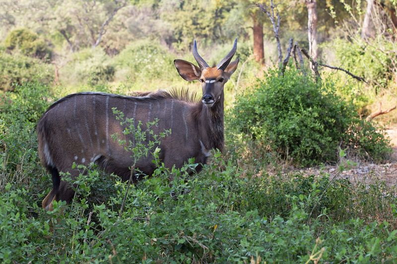 Greater Kudu, male