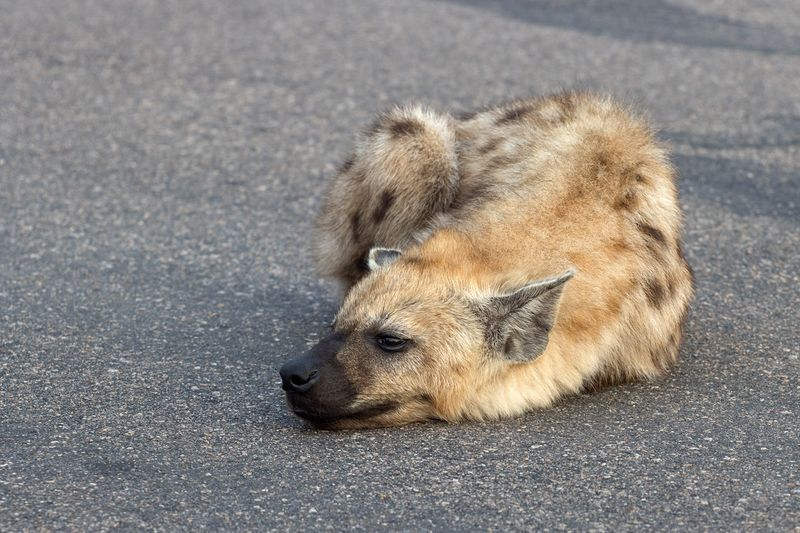 Hyena