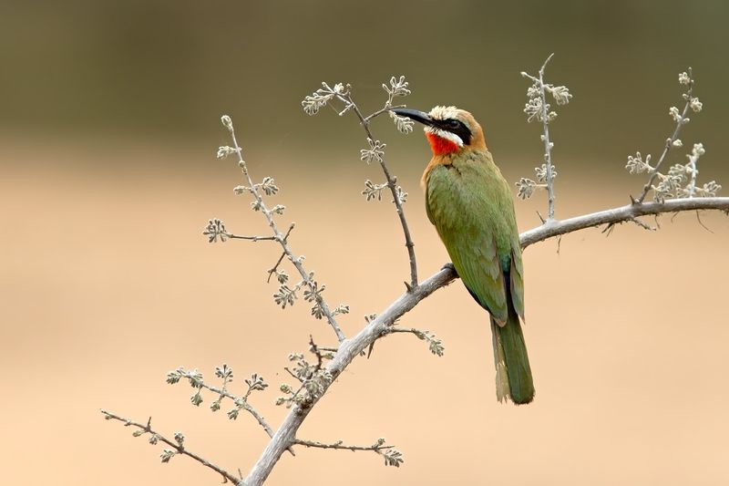 White-fronted Bee-eater