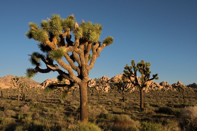 Joshua Trees