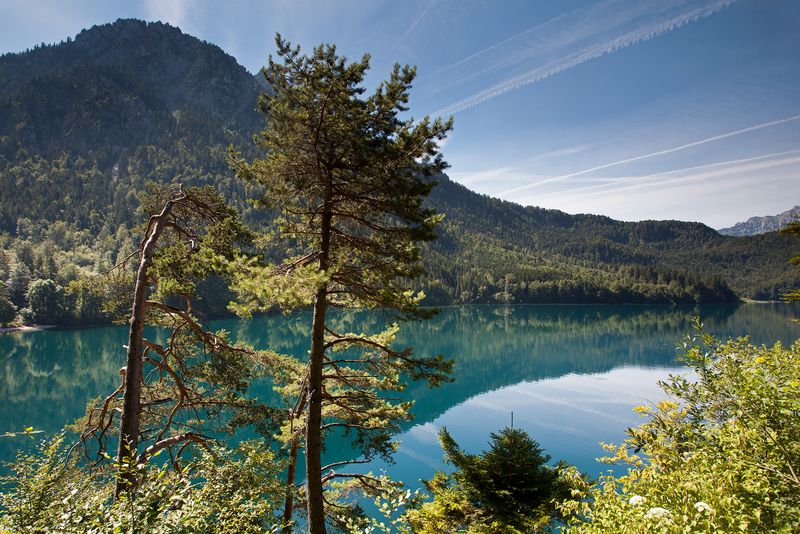 Alpsee with Pines