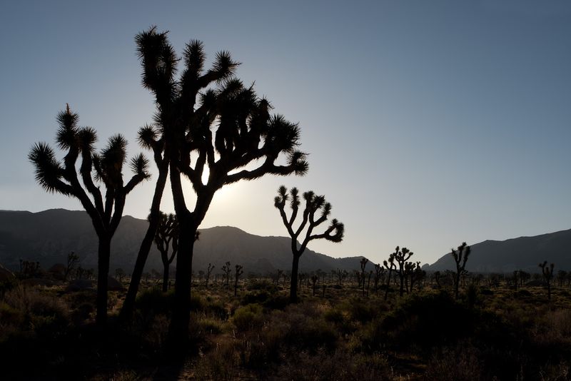 Sunrise in Joshua