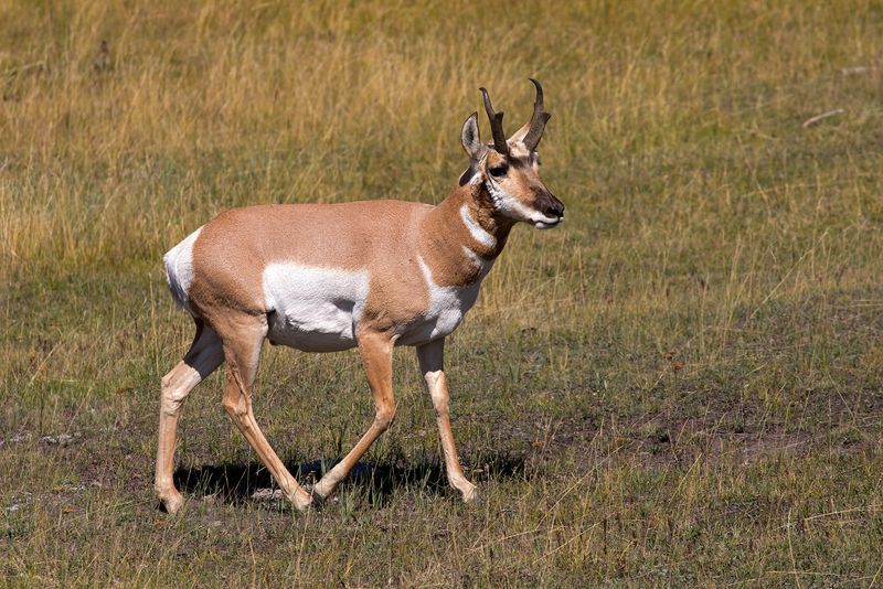 Pronghorn