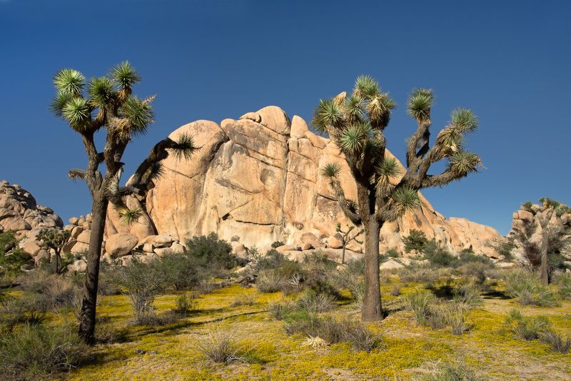 Old Woman Rock and Joshua Trees
