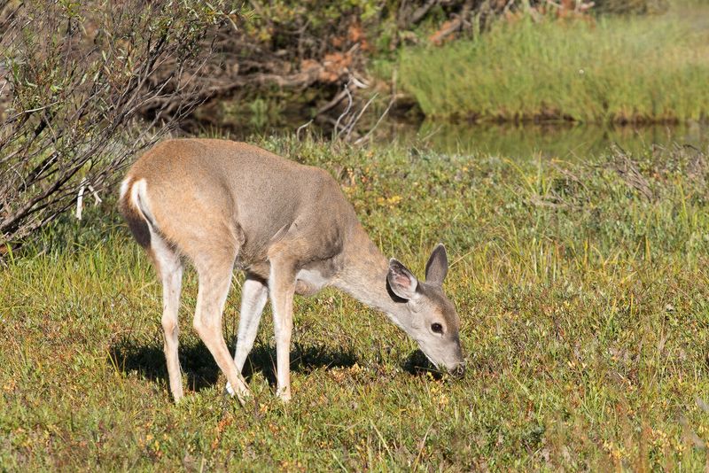 Deer
