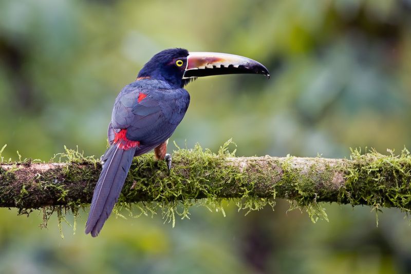 Costa Rica