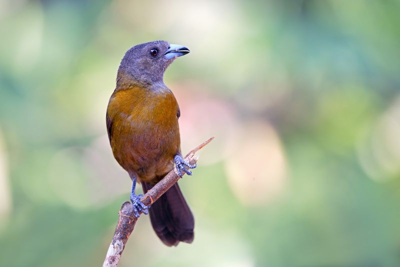Costa Rica