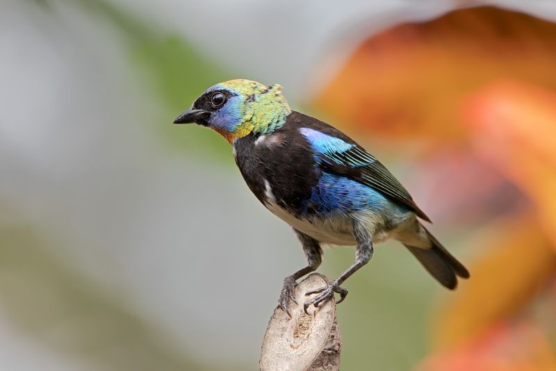Costa Rica