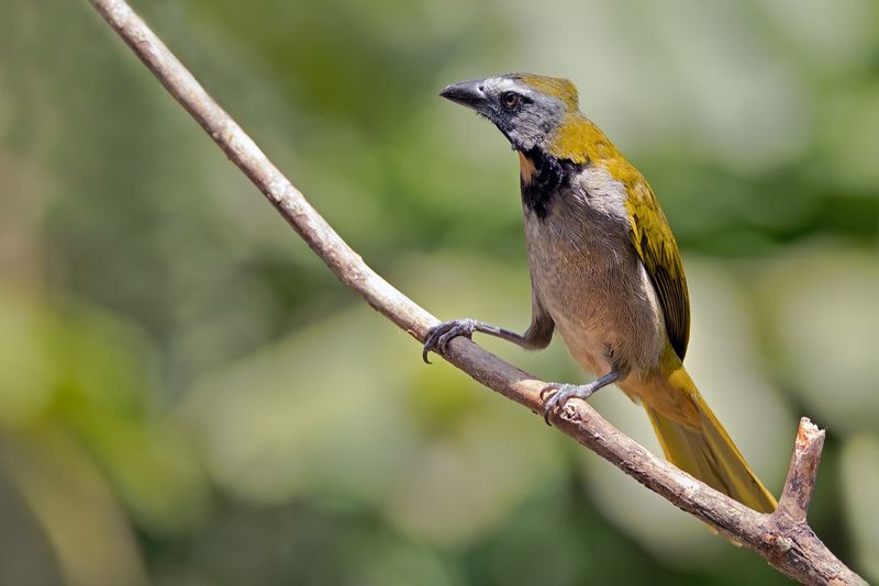 Costa Rica
