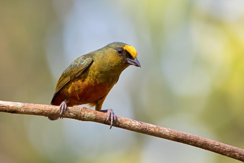 Olive-backed Euphonia