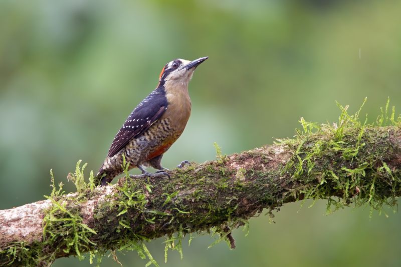 Wild Birds