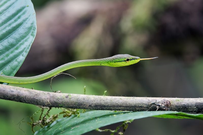 Costa Rica