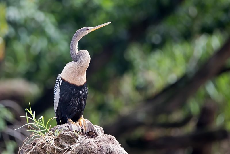 Costa Rica